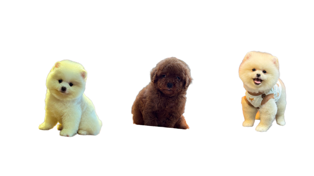 Bakım Rehberi poodle pomarian