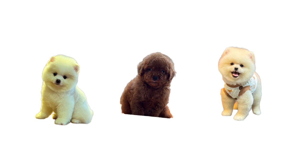 Bakım Rehberi poodle pomarian