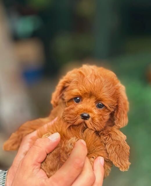 3 Aylık Erkek Toy Poodle Yavrusu – Sevimli ve Oyuncu Karakter