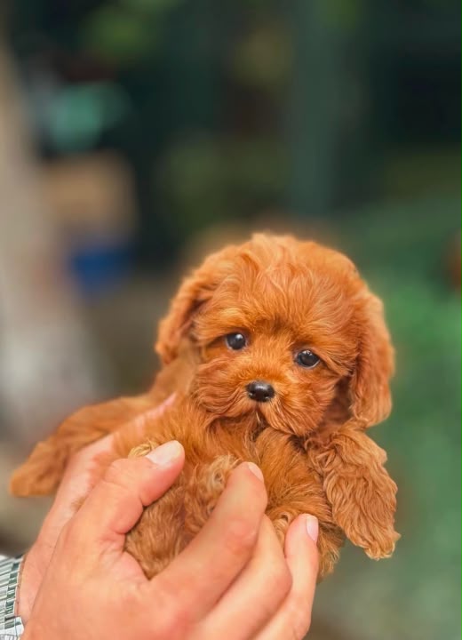 3 Aylık Erkek Toy Poodle Yavrusu – Sevimli ve Oyuncu Karakter