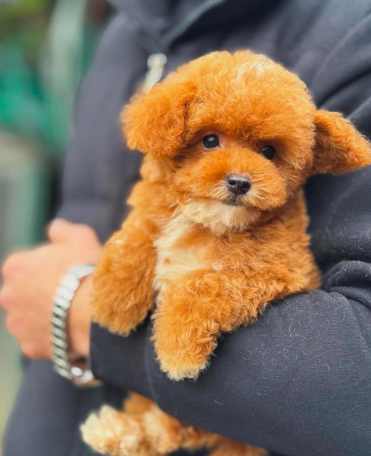 axel-yavru-toy-poodle