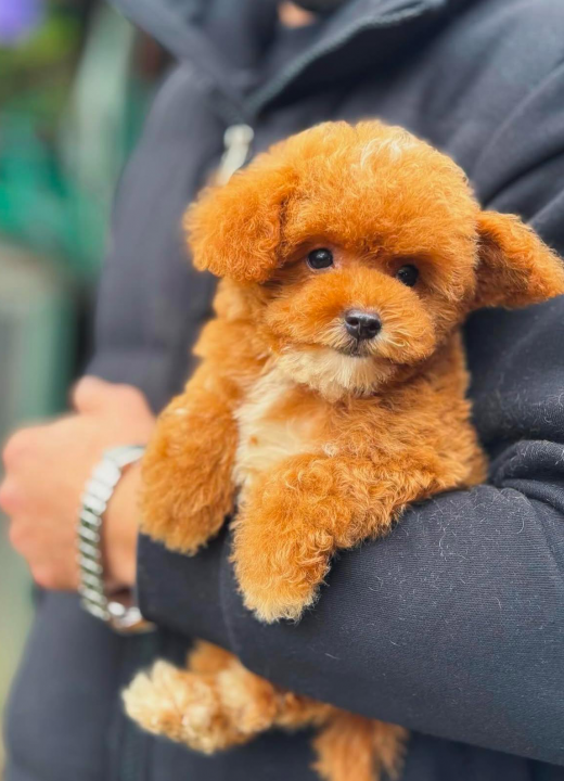 axel-yavru-toy-poodle