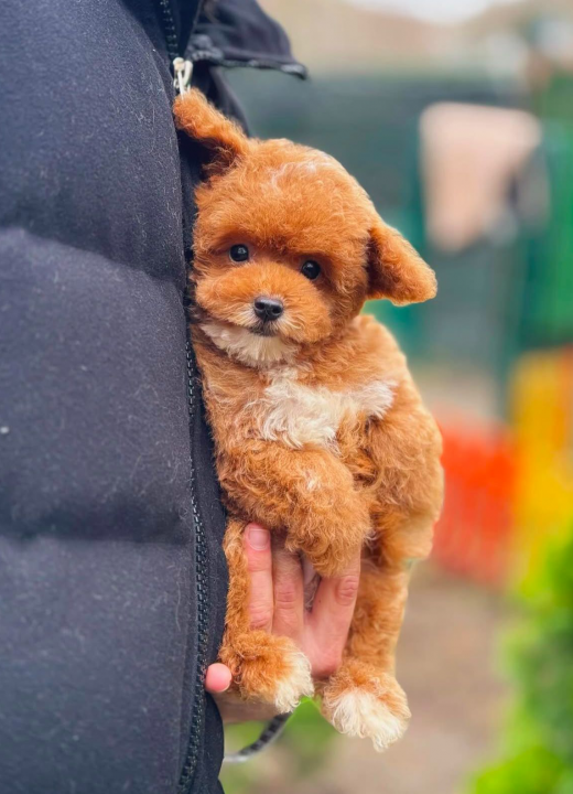 Axel – Apricot Toy Poodle Yavru