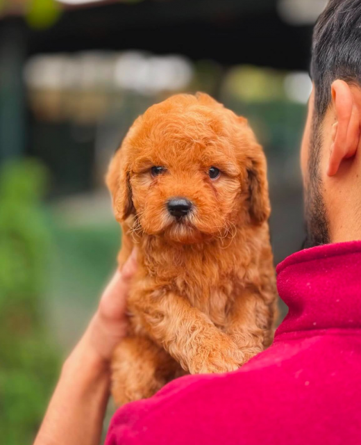apricot-yavru-toy-poodle