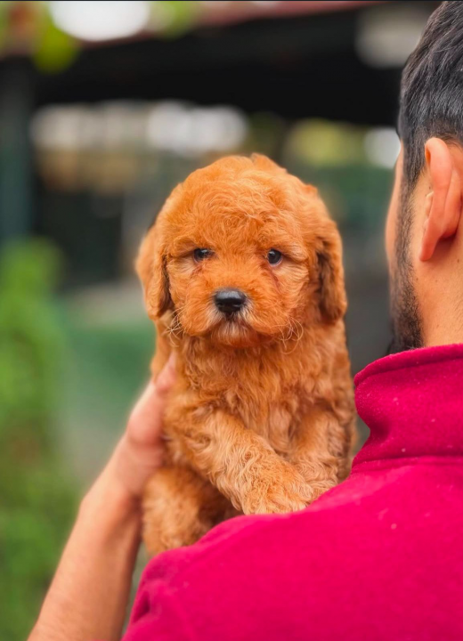 apricot-yavru-toy-poodle