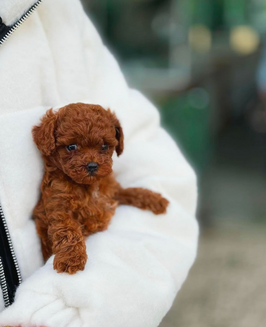 red-toy-poodle-yavru-luna1