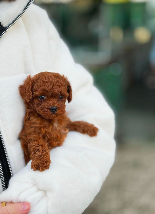 red-toy-poodle-yavru-luna1
