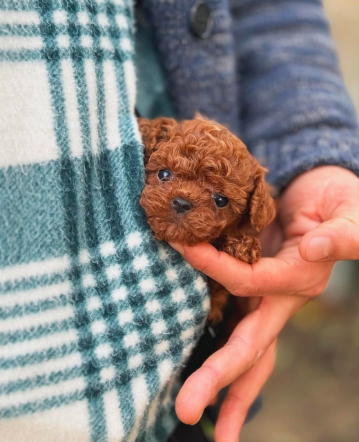 Milo – Red Toy Poodle Yavru