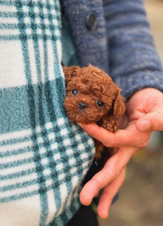 Milo – Red Toy Poodle Yavru